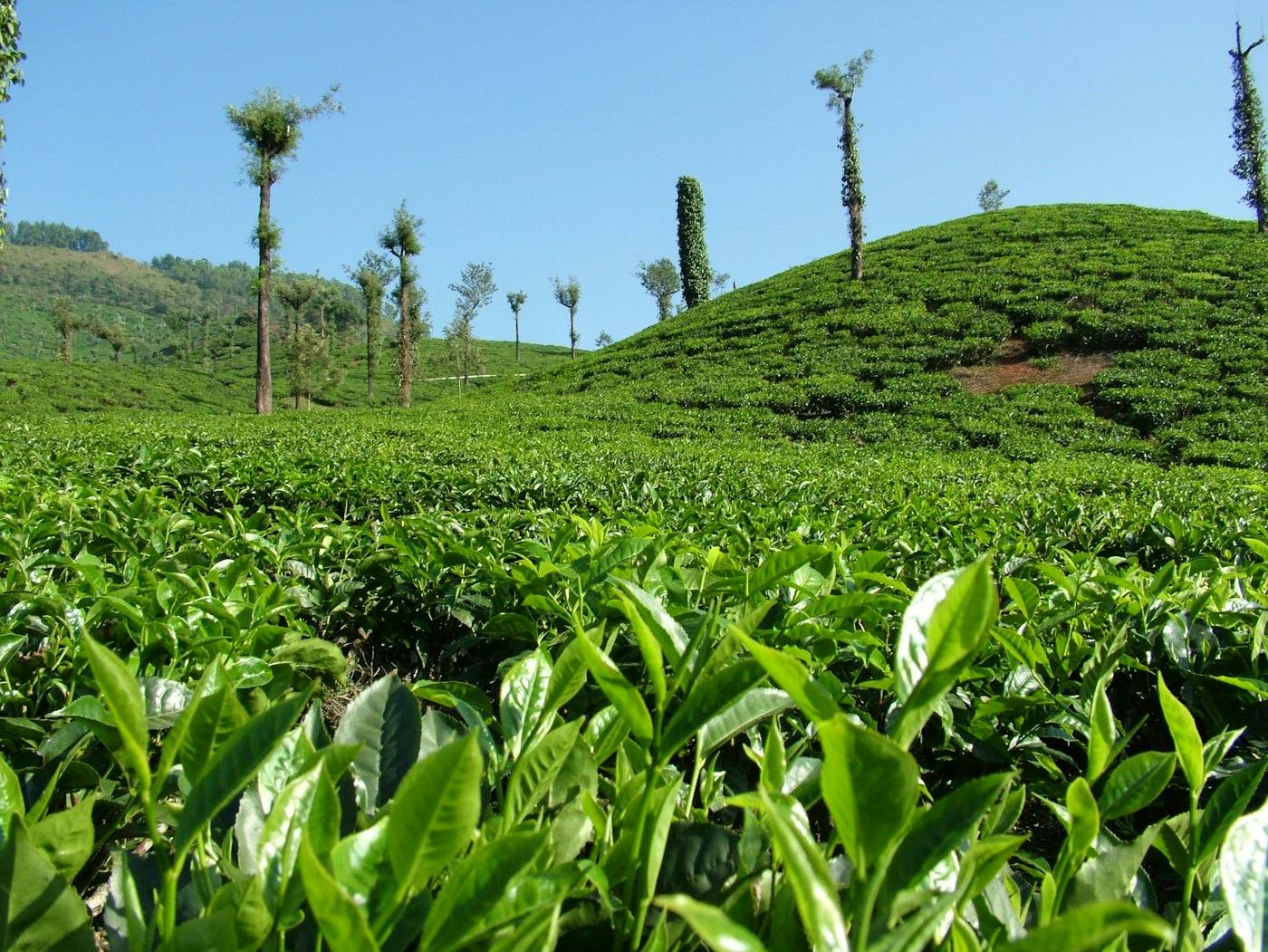 Tea bushes on a hillside estate with trees in the background