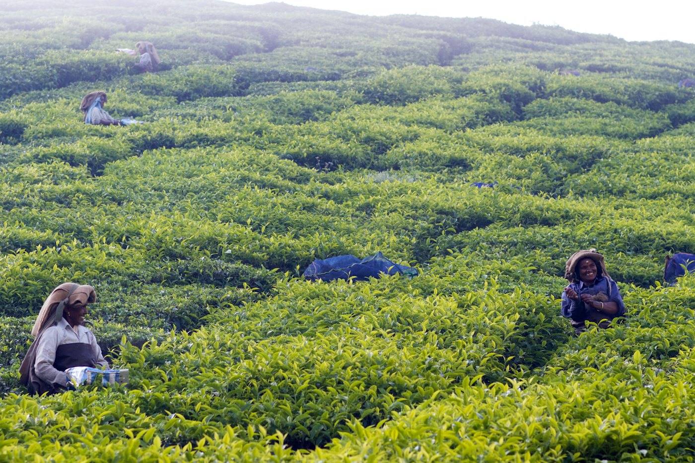 Workers plucking tea leaves on an estate