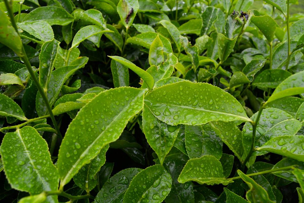 Close-up of fresh tea leaves