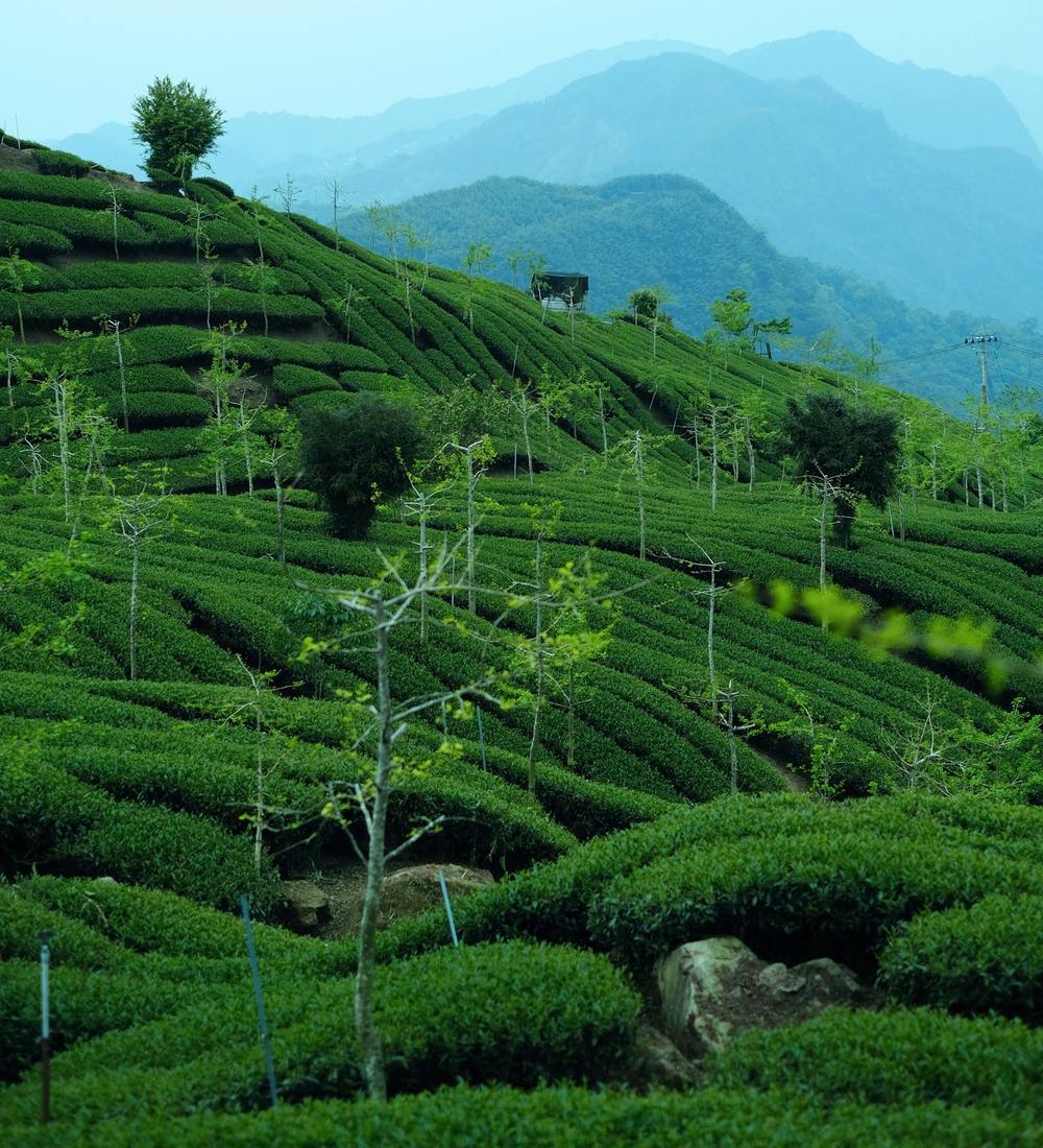 Tea estate with misty mountains beyond