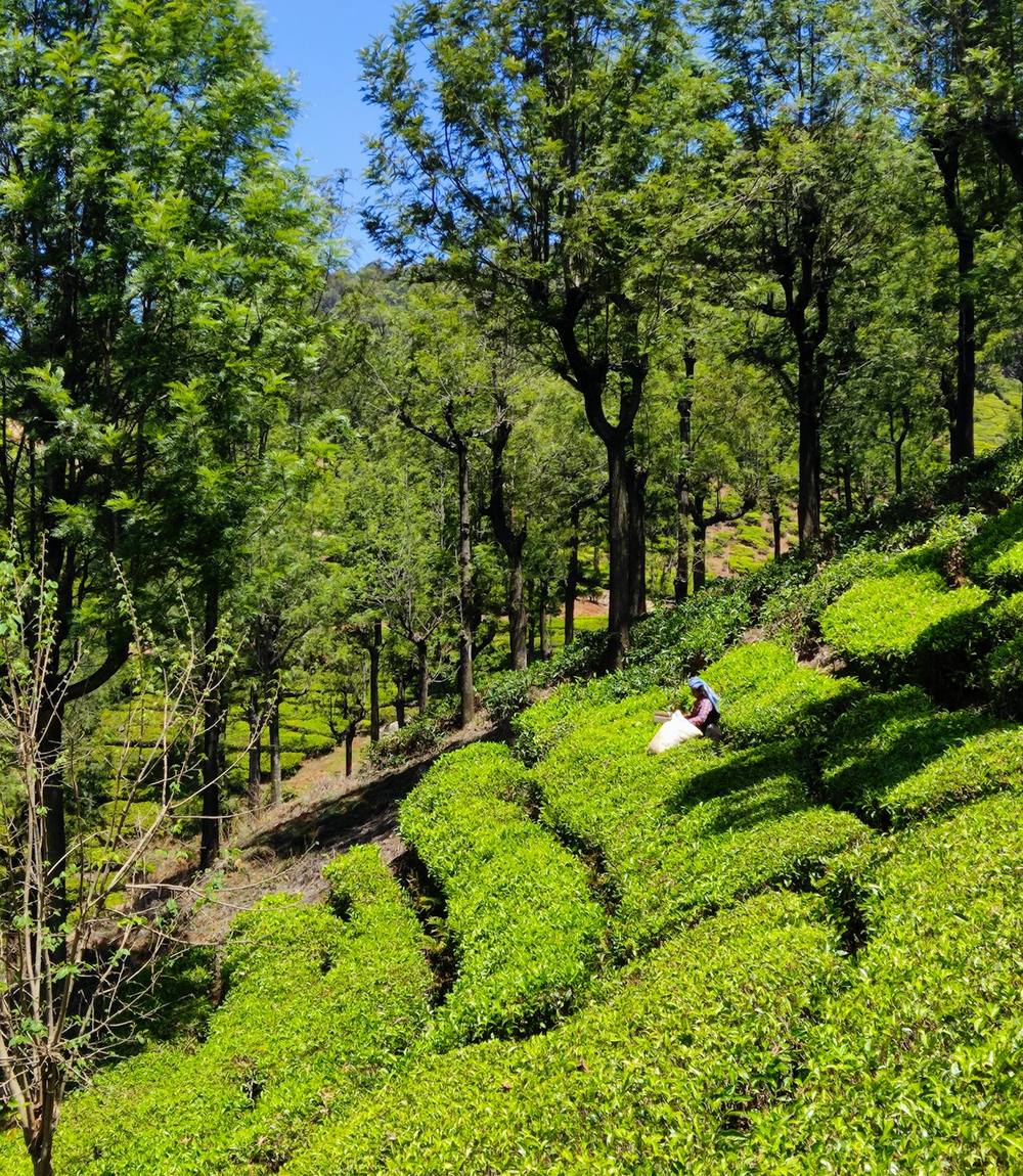 Tea terraces on a slope under shade trees